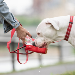 GF Pet  Water Bottle .